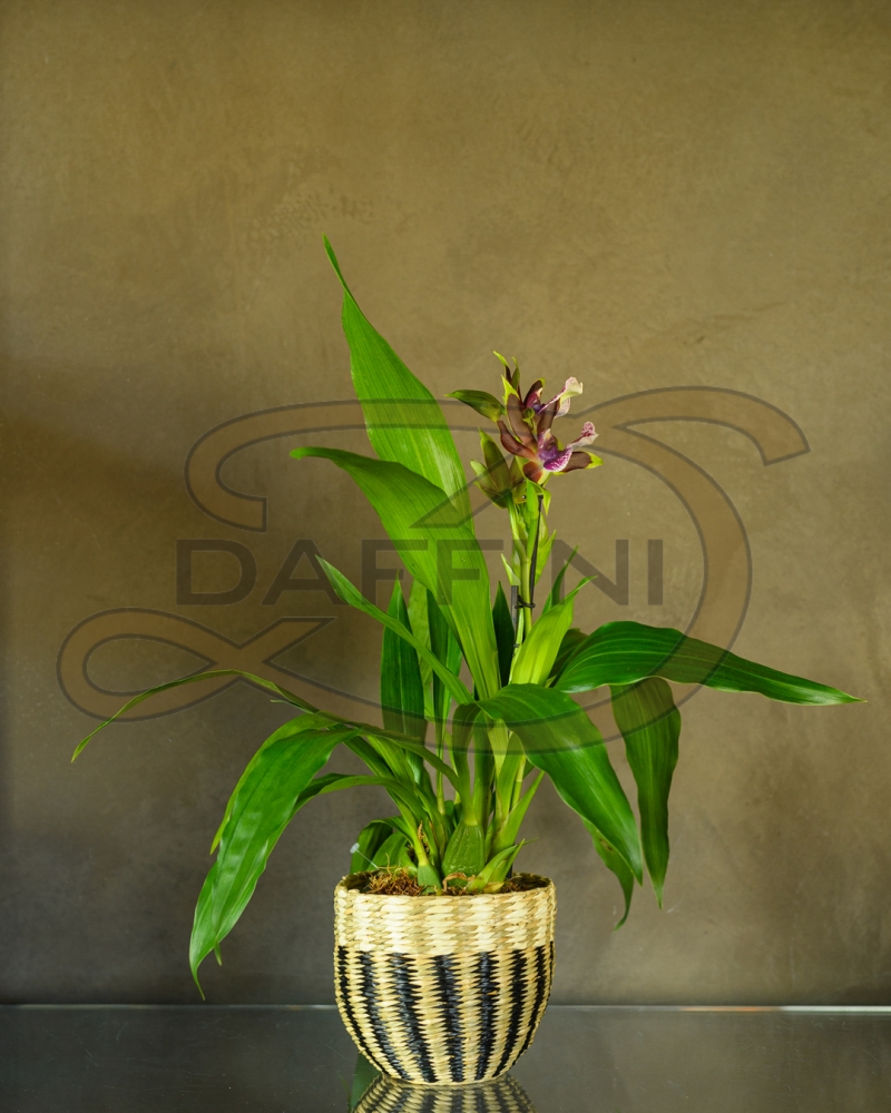 Fioreria - Maison Berger orchidea