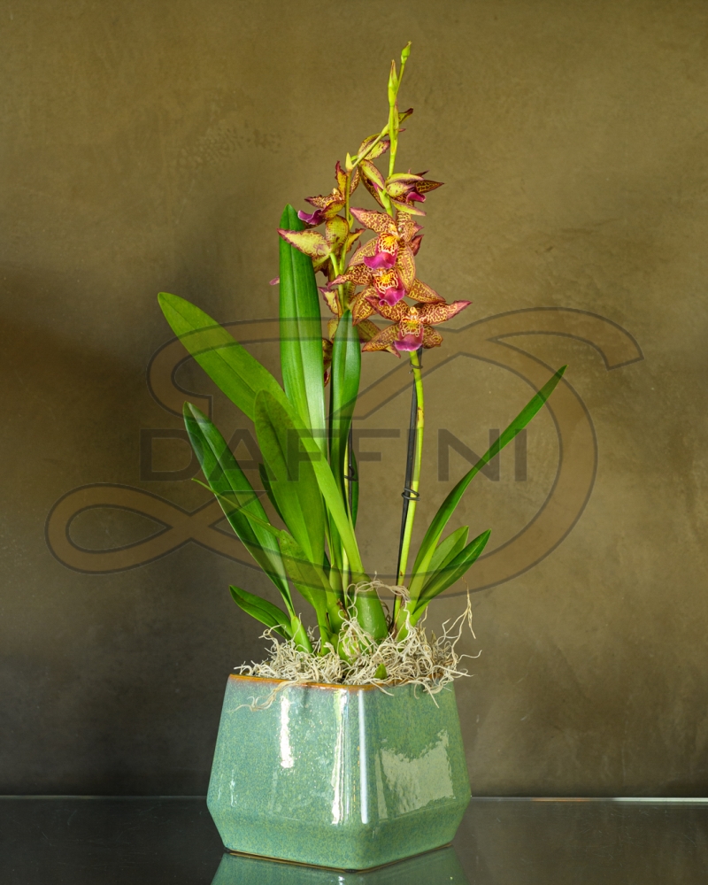 Fioreria - Maison Berger Orchidea