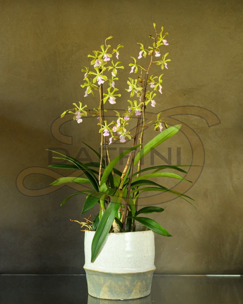 Fioreria - Maison Berger Orchidea