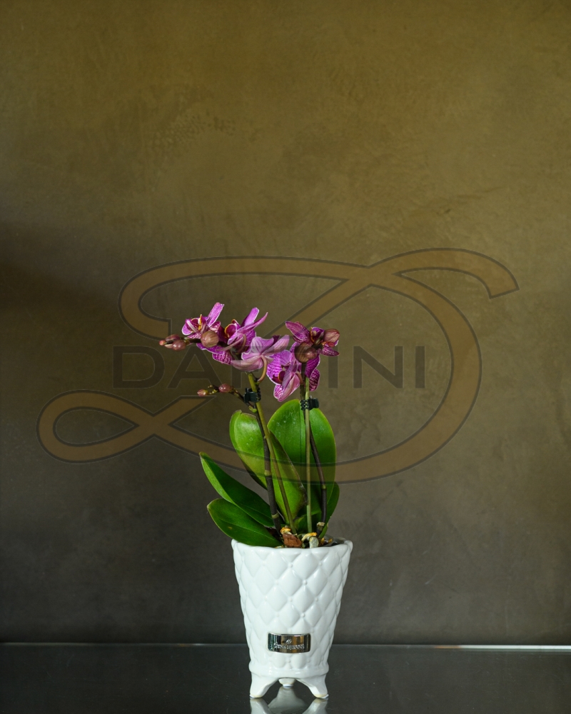 Fioreria - Fioreria Daffini Orchidea 