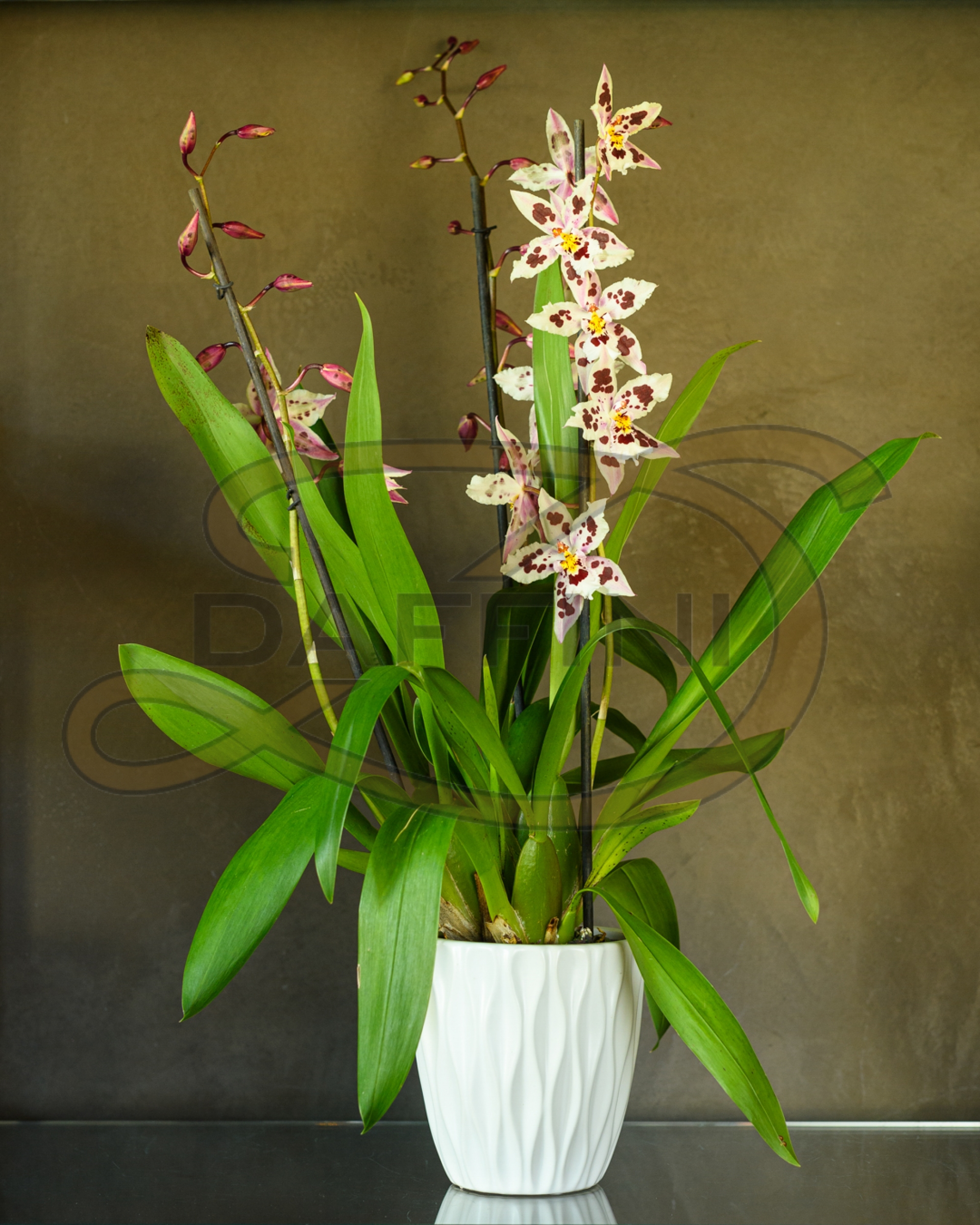 Orchidea - 