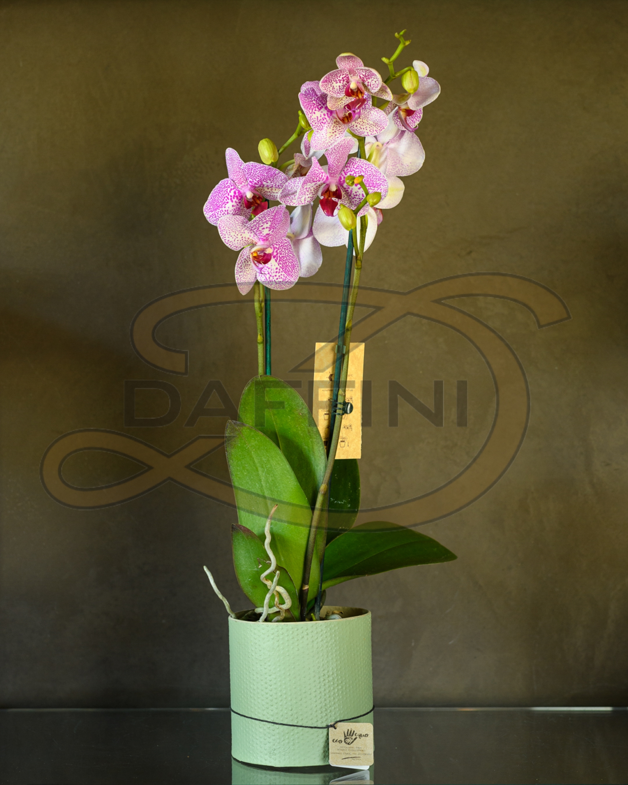 Orchidea phalenopsis - 