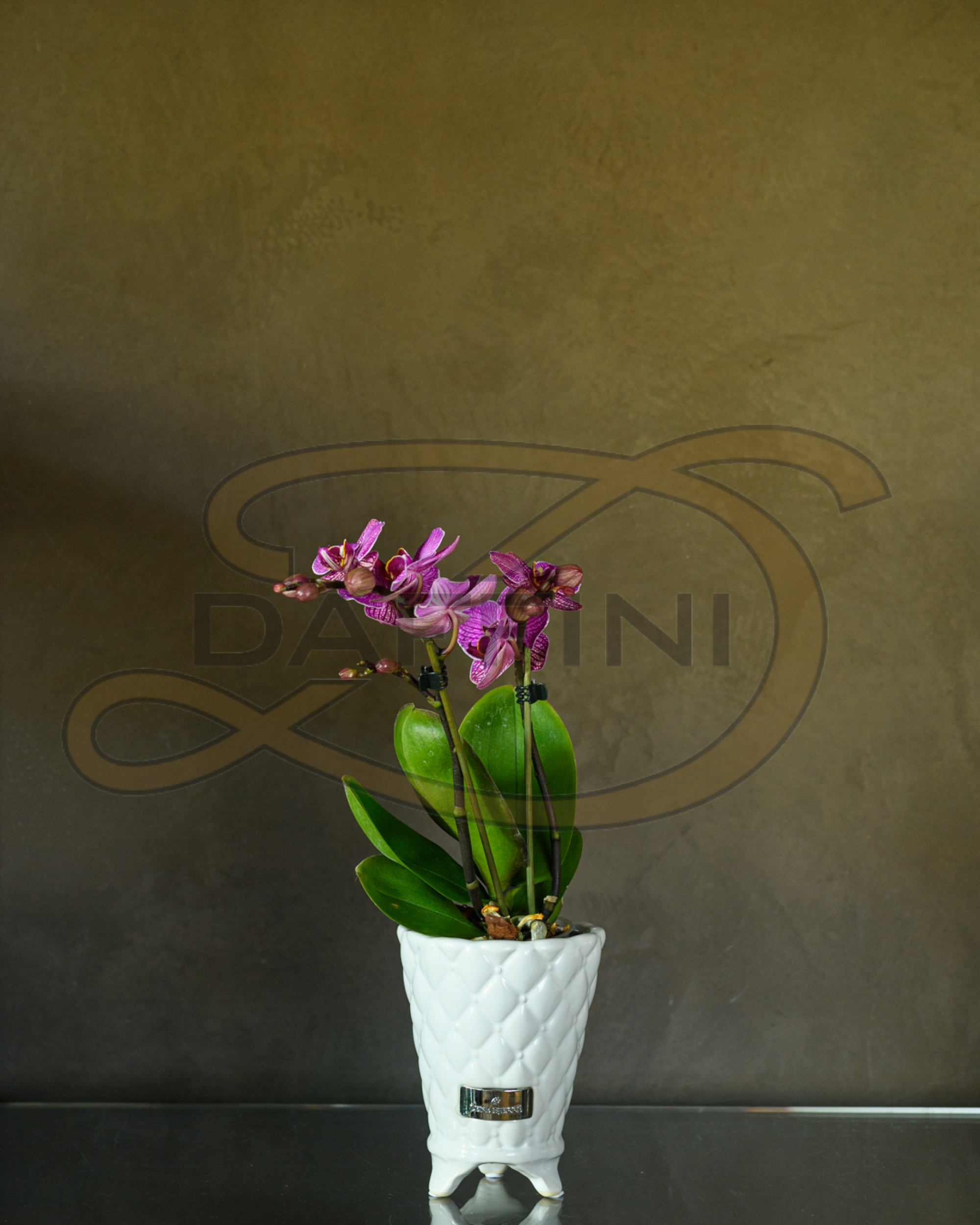 Orchidea  - 